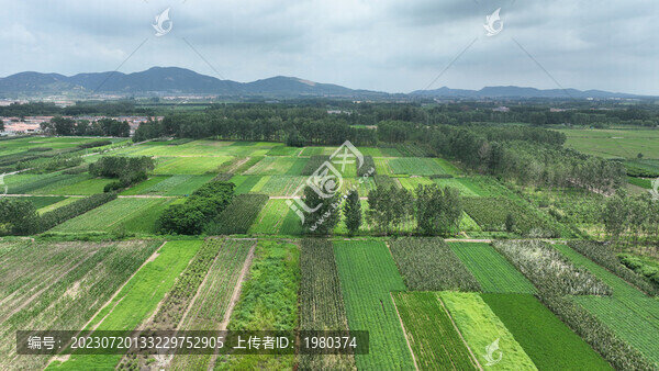 綠色田地
