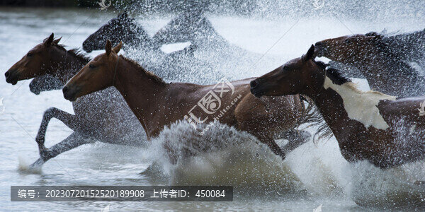 天馬浴河