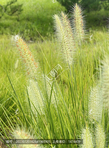 狗尾巴草1