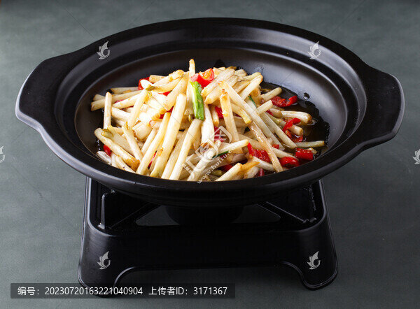 砂鍋花生苗