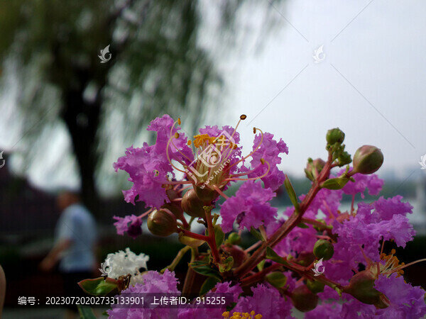 紫薇花