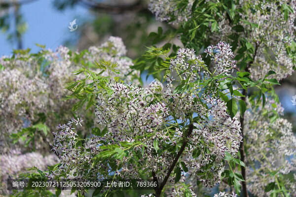 楝樹花開花的樹