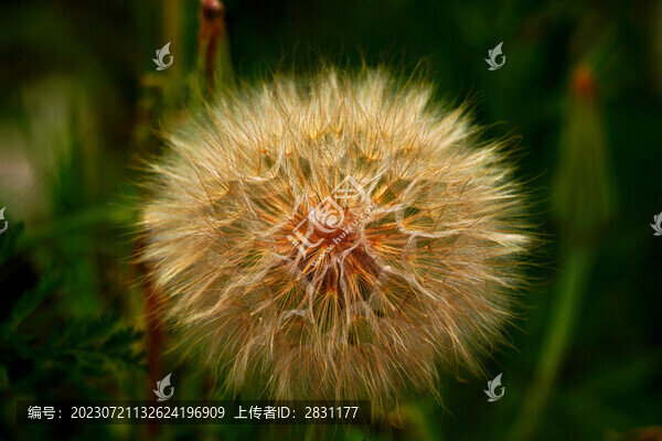 黃花婆羅門參