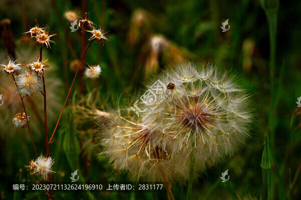 黃花婆羅門參