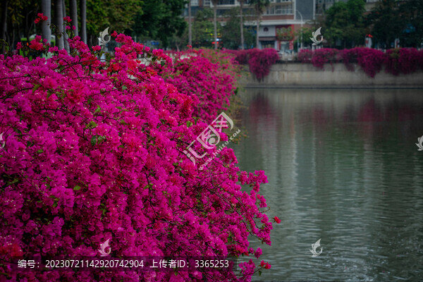 河邊盛放的三角梅
