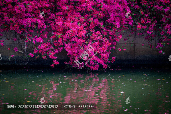 河邊盛放的三角梅