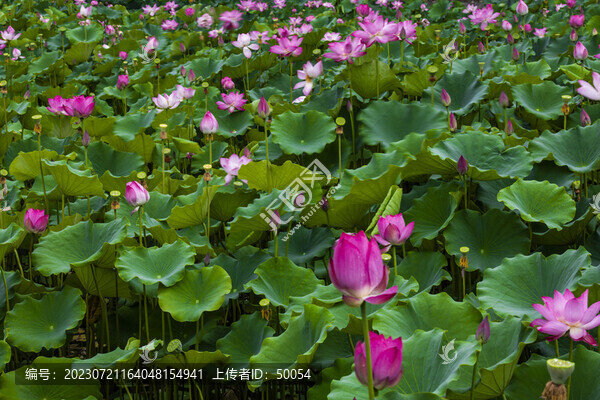 荷花蓮花雨荷