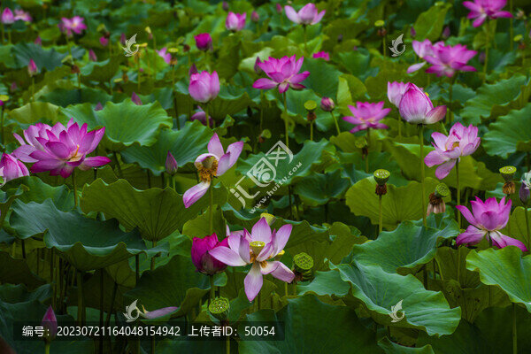 荷花蓮花雨荷