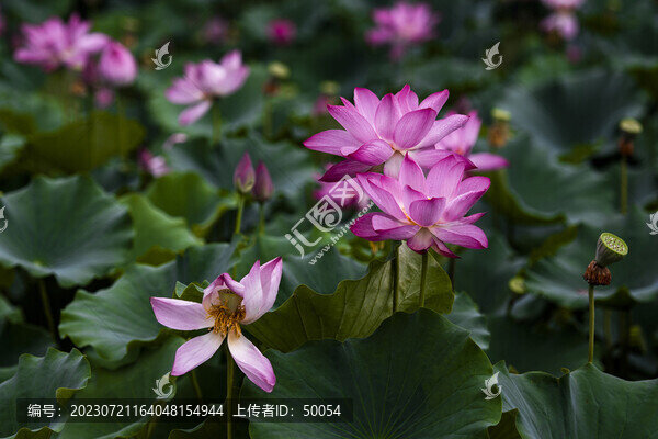 荷花蓮花雨荷