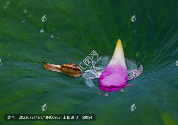 荷花荷葉蝸牛