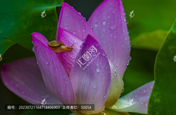 荷花蓮花蝸牛