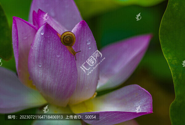 荷花蓮花蝸牛