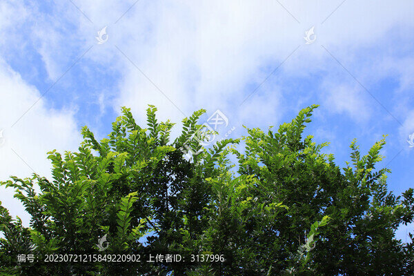 天空枝葉