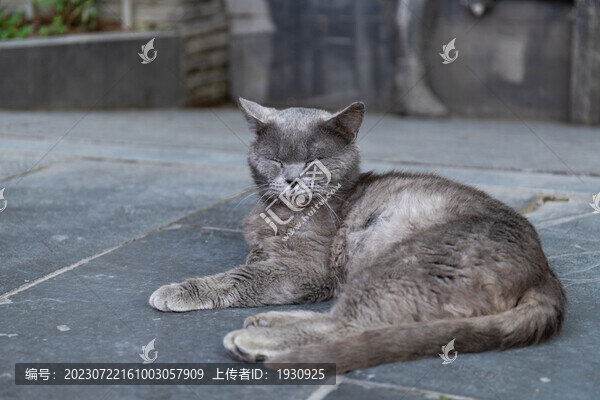 打盹睡覺的英短貓咪