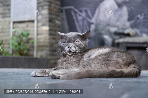 打盹睡覺的英短貓咪