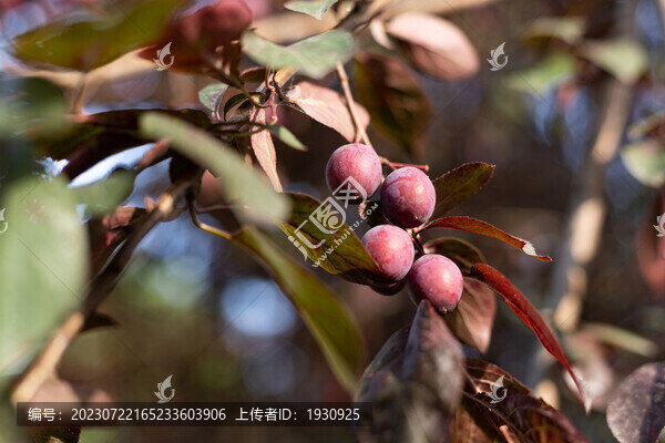 紅葉李果實