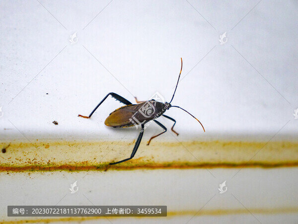 緣蝽