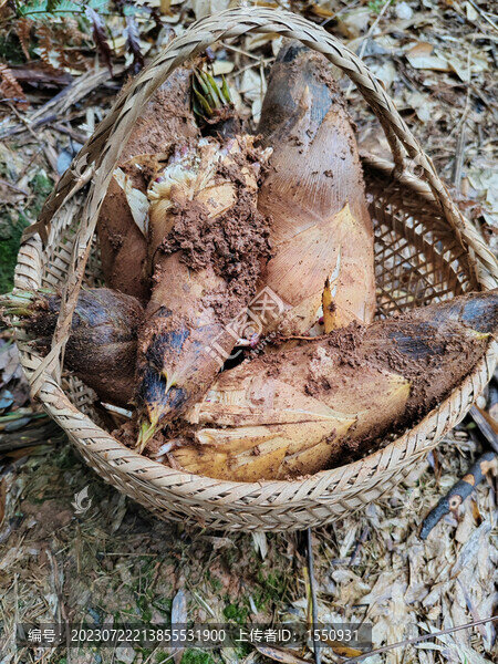竹筍