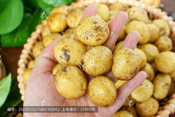 新鮮小土豆