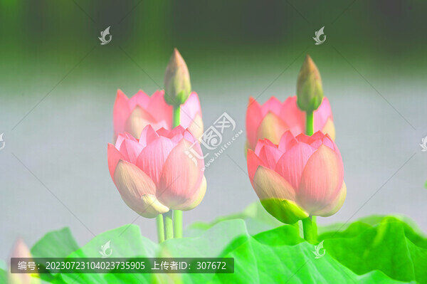 荷花