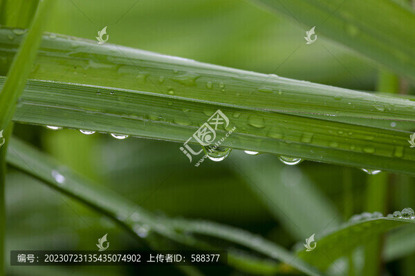 葉子上的水珠綠葉露珠特寫(xiě)
