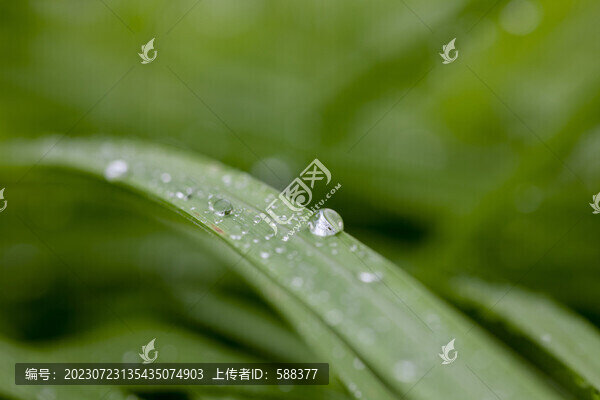葉子上的水珠綠葉露珠特寫