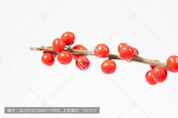 冬青紅色漿果