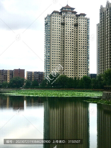 荷塘綠影
