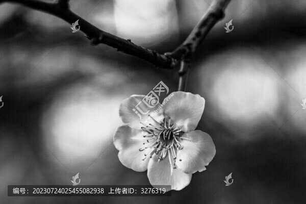 梅花花瓣黑白特寫