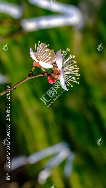 梅花花蕊豎畫幅