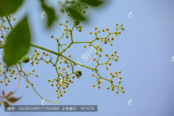 烏蘞莓