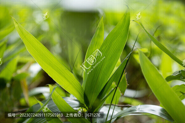 光影綠葉