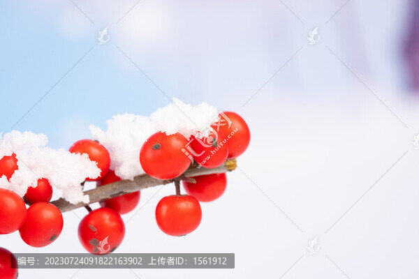 冬季雪景紅果