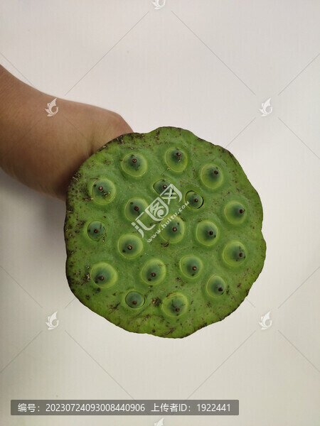 蓮蓬與蓮子