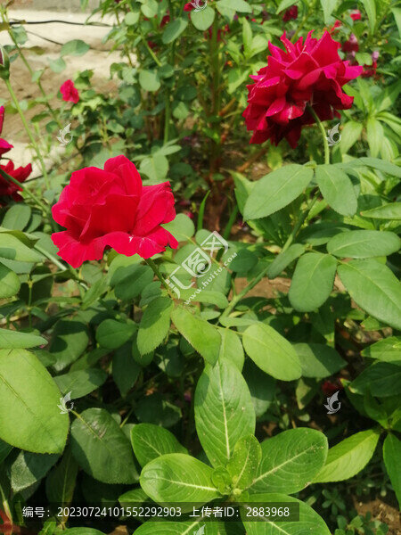 月季花
