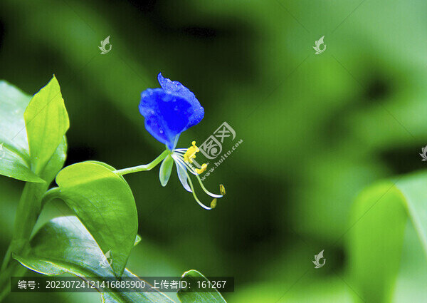 迷人翠蝴蝶
