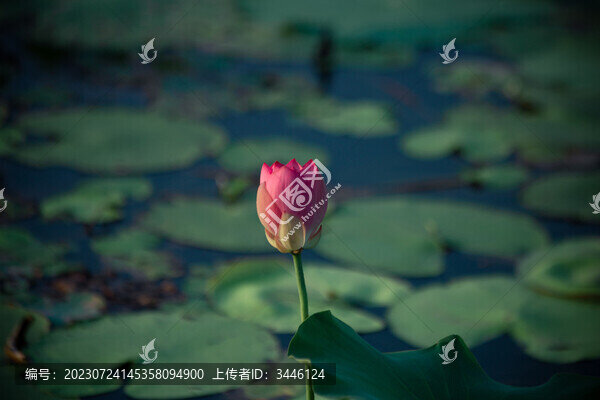 荷花