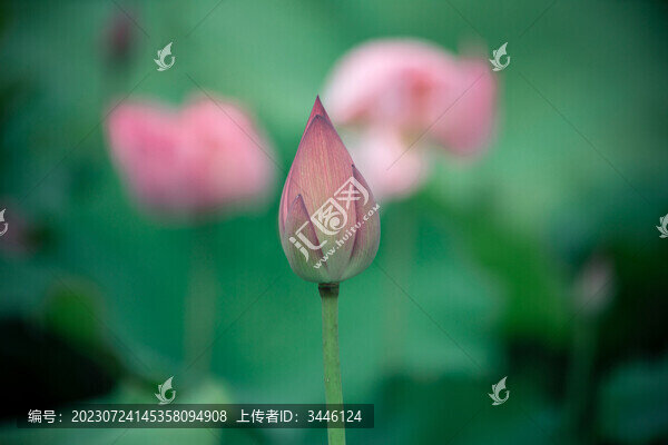 荷花