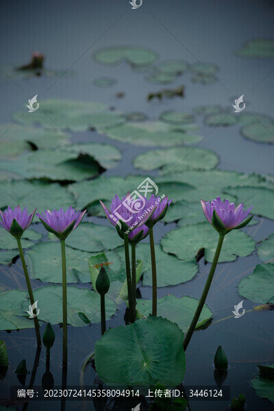 荷花