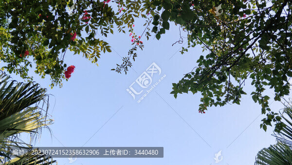 藍(lán)天花卉藍(lán)色背景