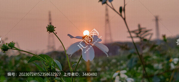 菊花夕陽背景