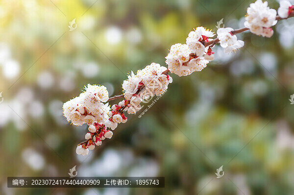 盛開的桃花