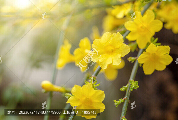 盛開的迎春花