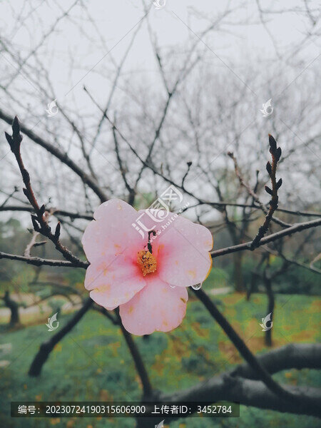 大花馬