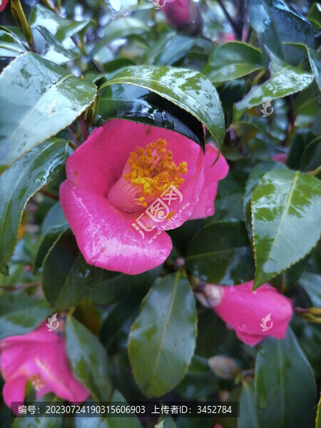 山茶花