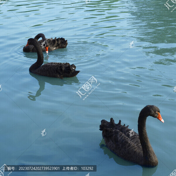 水中的黑天鵝