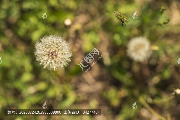 蒲公英