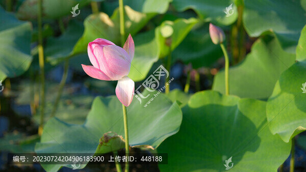 荷花池