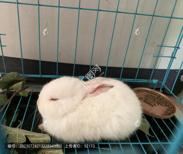 小兔子