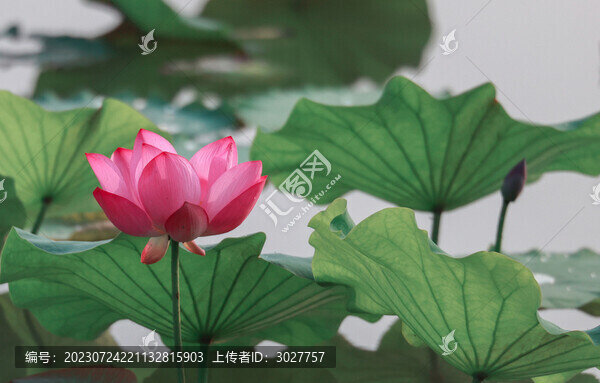 唯美荷花